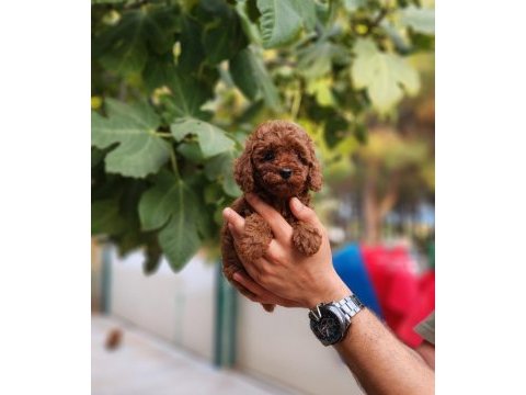 Çiftliğimiz de poodle yavrularımızı görebilirsiniz