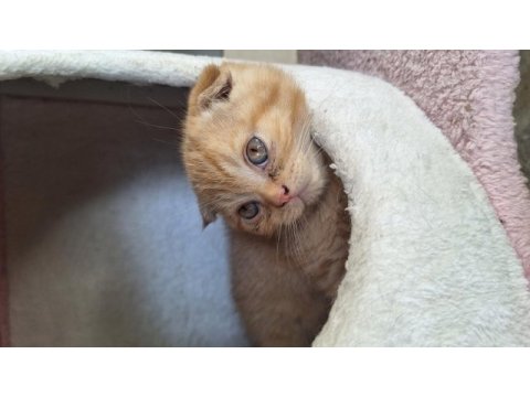 2 bucuk aylık scottish fold