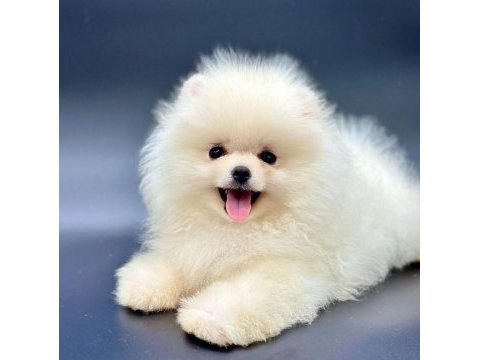 Safkan pomeranian boo yavrularımız