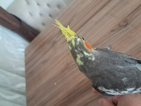 Yavru sultan papağanı bebekler