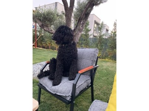 Standart poodle kızımıza eş arıyoruz