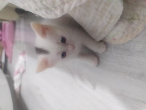 Ankara van kedisi kırması satılık kediler
