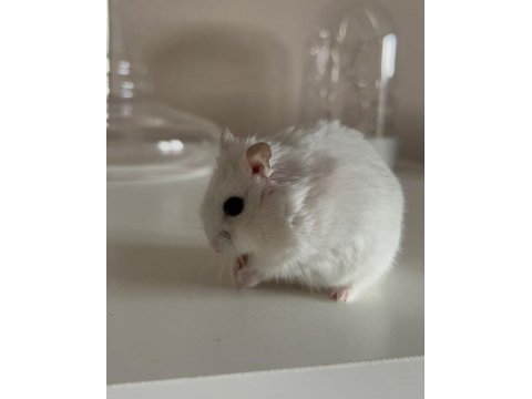 Hamster gonzales yavruları heryere gönderim