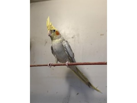 Ele kola alıştırmalık sultan papağanları
