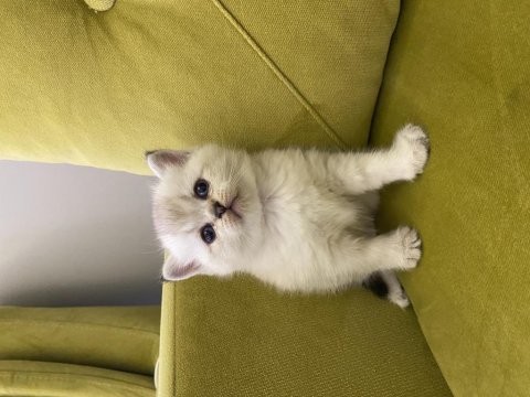 British shorthair lilac dişi