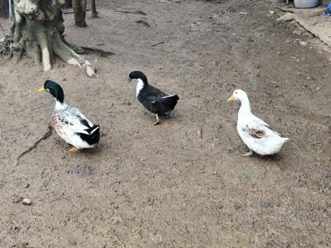 Çift ördek