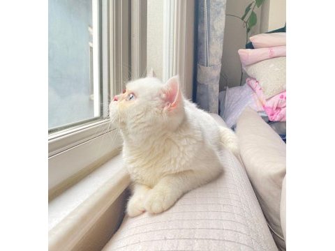 Erkek british shorthair kedimiz