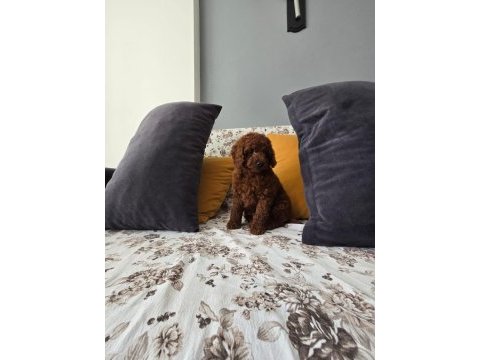 Kore kan erkek poodle