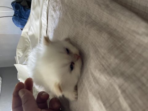Garfield basık burun en kaliteli cins iran kedisi