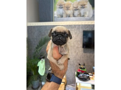 Irk ve sağlık garantili pug yavrularımız (mersin)