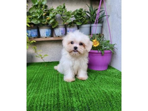 Teacup dişi kore maltese