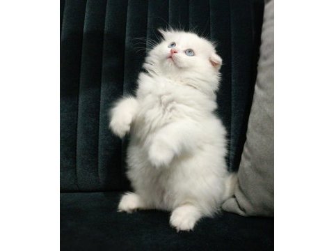 Scottish fold longhair