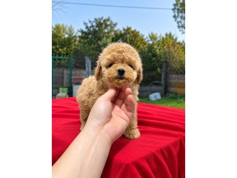 Üst kalite maltipoo yavrularımız 