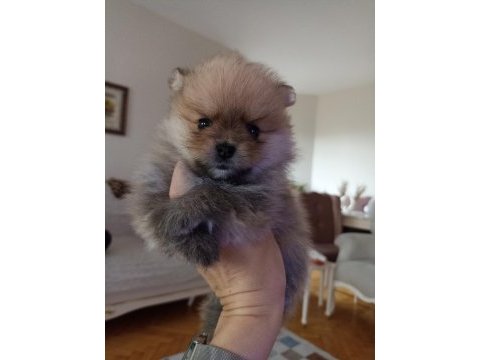 Yavru pomeranian