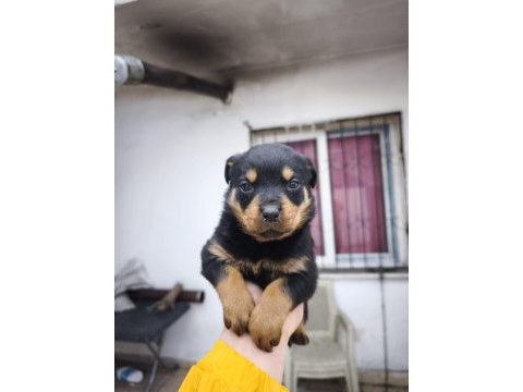 A kalite rottweiler bebekler