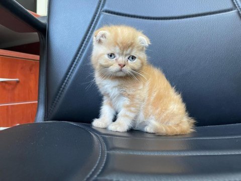 Mükemmel güzellikte asil ve uysal scottish fold