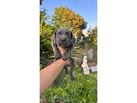 A scr  cane corso yavrularımız 
