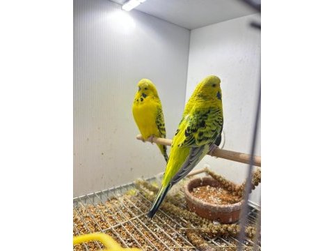 Jumbo gold texas muhabbet kuşu takım