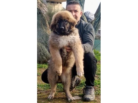 Kafkas çoban köpeği yavrumuz