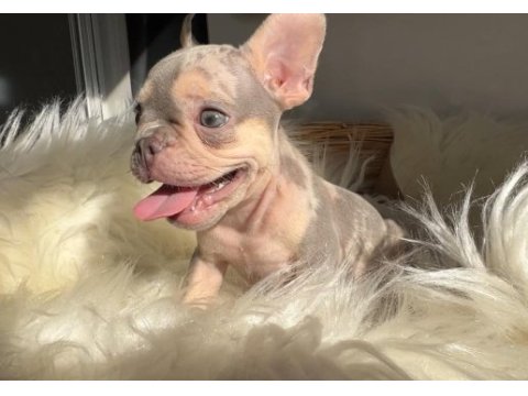 Exotic renk french bulldog köpekler