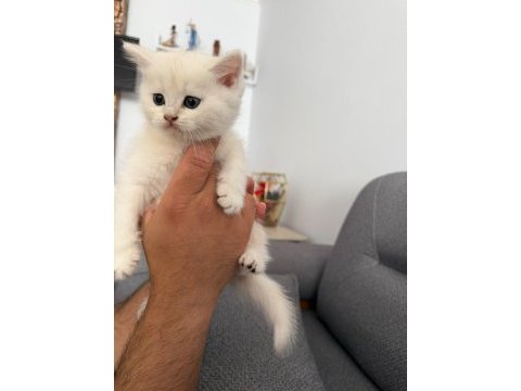45 günlük british longhair yavrumuz