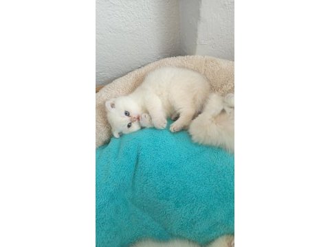 Beyaz scottish fold kedimiz