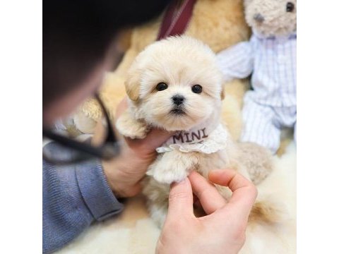 Orijinal maltipoo köpeği yavrular