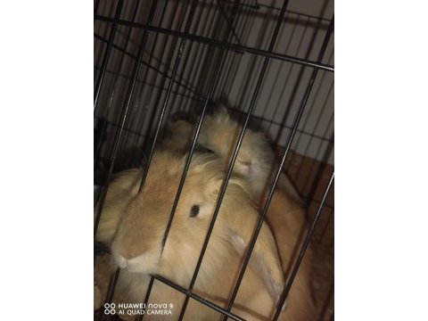 Lop tavşanlar