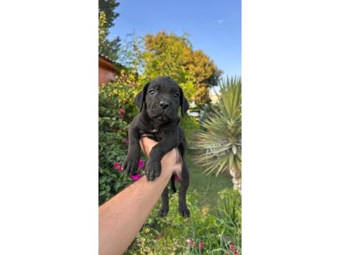 A scr  cane corso yavrularımız 