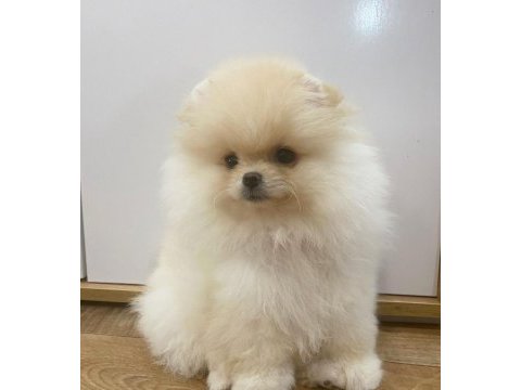 Daha iyisi yok orijinal ayı surat pomeranian boo
