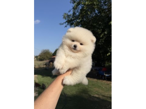 Kartopu gibi ayıcık pomeranian boo