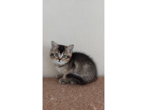 British shorthair blackgolden dişi