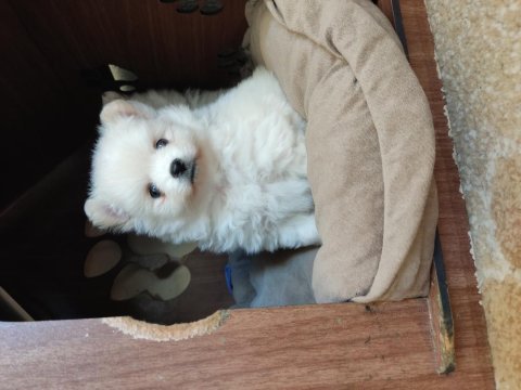 Pomeranian erkek yavru