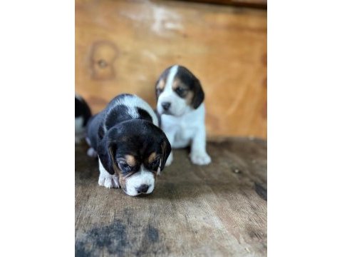 Safkan beagle yavrular