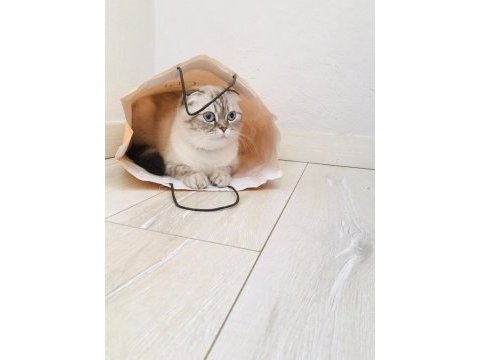 Scottish fold kedisi diyarbakır sur