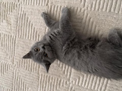 British shorthair 2 aylık kedimiz