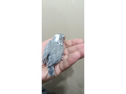 Siyah beyaz beşiktaş cep papağanı