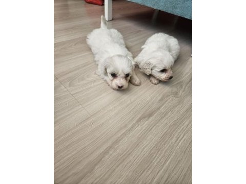 Terrier maltese bebekler