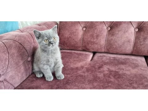 Sahiplendirme british shorthair