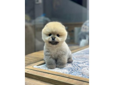 Teacup orange pomeranian boo yavrularımız