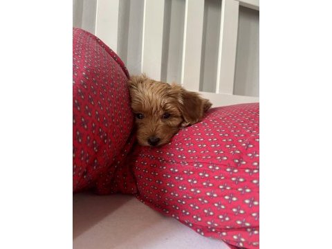 Dişi red brown toy poodle