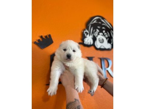 Samoyed bebeklerimiz için acele edin