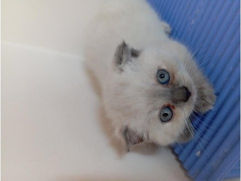 Blue point scottish bebeklerimiz