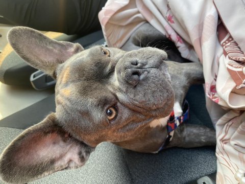 7 buçuk aylık oğlumuz oscar (french bulldog)