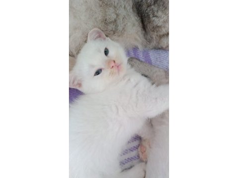2 aylık pamuk british shorthair
