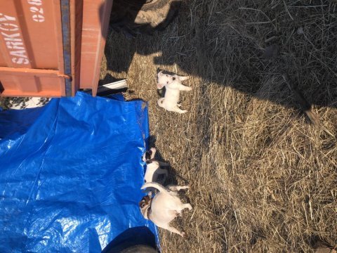 30 günlük jack russell yavrularımız