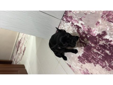 French bulldog 6 aylık kraliçe tam oyuncu