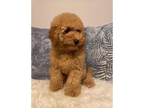 Poodle aşılı garantili yavru