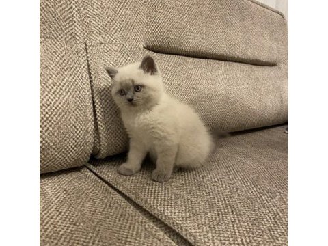 Koca kafalı british shorthair