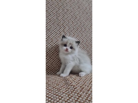Safkan ragdoll yavrular
